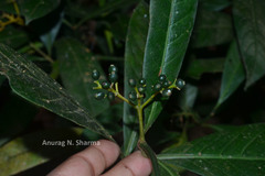 Psychotria flavida